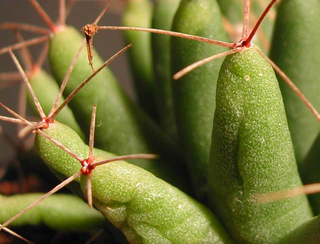 Mammillaria uberiformis (3).jpg